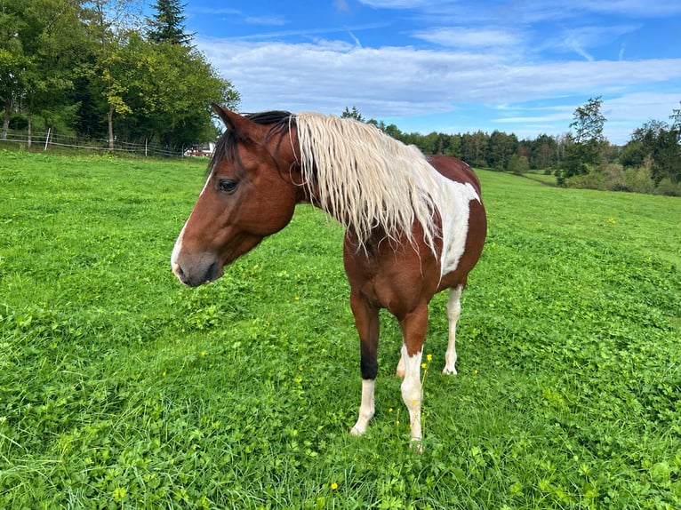 German Riding Pony Gelding 8 years 13.1 hh Pinto in Wissen