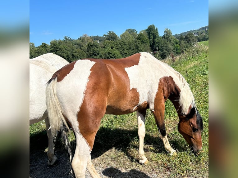 German Riding Pony Gelding 8 years 13.1 hh Pinto in Wissen