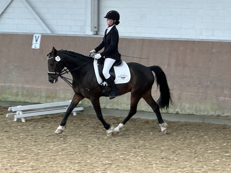 German Riding Pony Gelding 8 years 13.2 hh Bay-Dark in SolingenSolingen