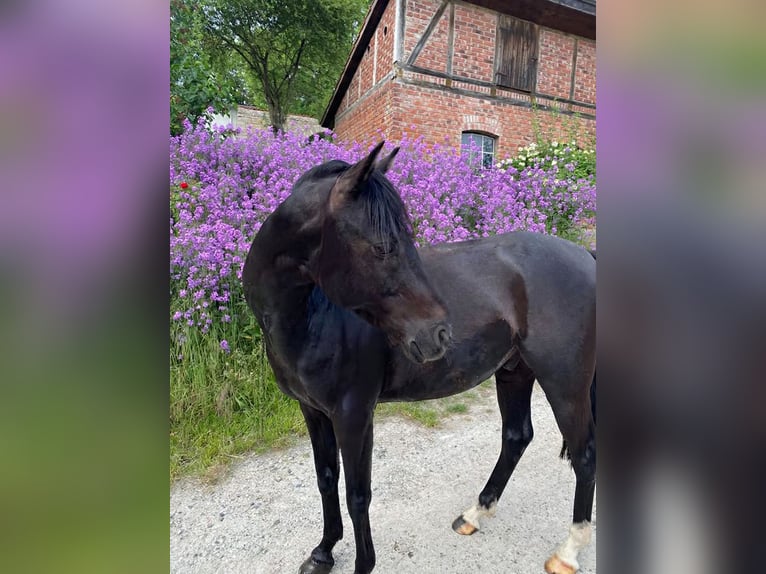 German Riding Pony Gelding 8 years 13.2 hh Black in Rosdorf