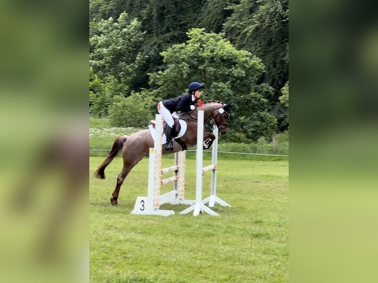 German Riding Pony Gelding 8 years 13,2 hh Gray-Red-Tan in Schönkirchen