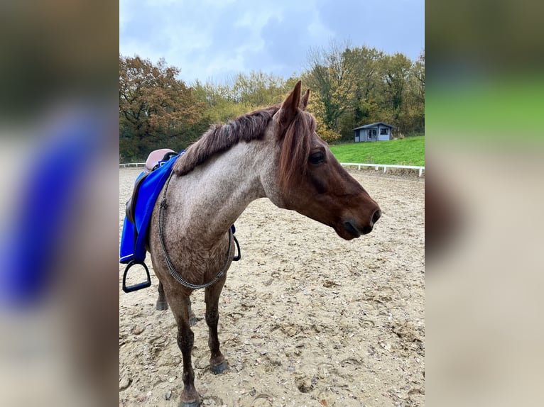 German Riding Pony Gelding 8 years 13,2 hh Gray-Red-Tan in Schönkirchen