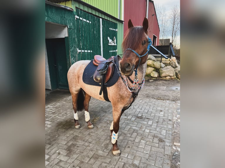 German Riding Pony Gelding 8 years 13,2 hh Gray-Red-Tan in Schönkirchen