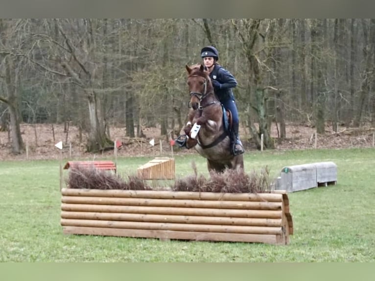 German Riding Pony Gelding 8 years 13,2 hh Gray-Red-Tan in Schönkirchen