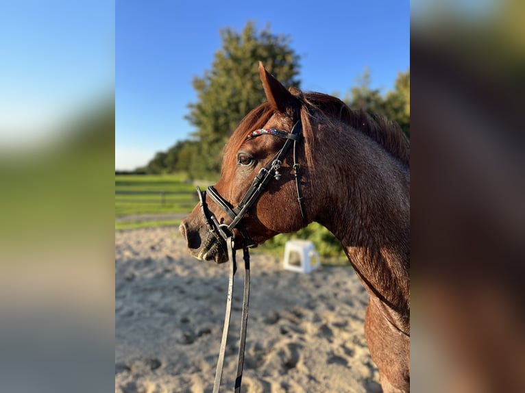 German Riding Pony Gelding 8 years 13,2 hh Gray-Red-Tan in Schönkirchen