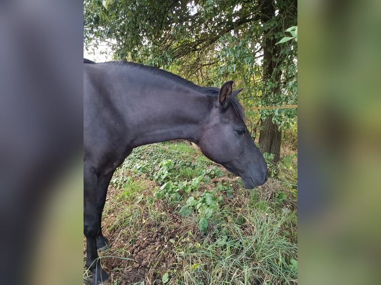 German Riding Pony Mix Gelding 8 years 13,2 hh Grullo in Gerstungen