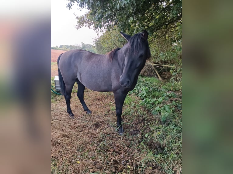 German Riding Pony Mix Gelding 8 years 13,2 hh Grullo in Gerstungen