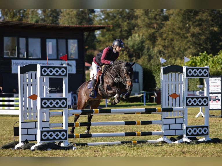 German Riding Pony Gelding 8 years 13,1 hh Bay-Dark in Pritzwalk