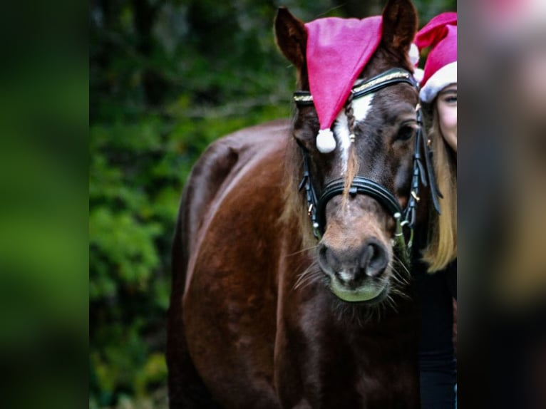 German Riding Pony Gelding 8 years 13,2 hh Chestnut in RekenReken