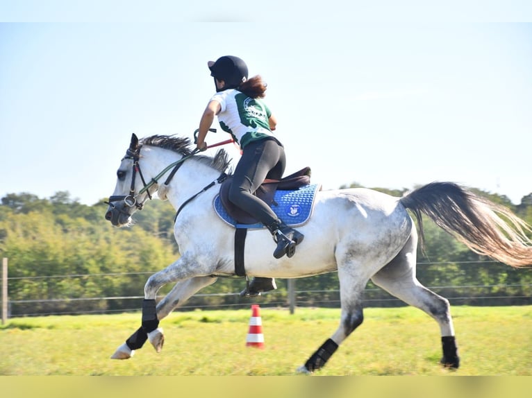 German Riding Pony Gelding 8 years 13,2 hh Grey-Dapple in Tornesch