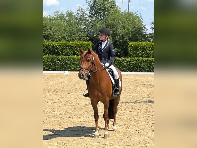 German Riding Pony Gelding 8 years 13,3 hh Chestnut-Red in Uder