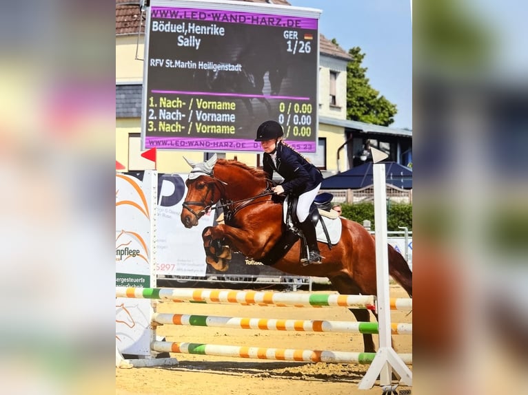 German Riding Pony Gelding 8 years 13,3 hh Chestnut-Red in Uder