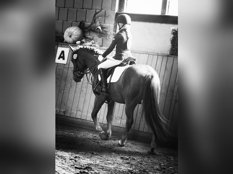 German Riding Pony Gelding 8 years 13,3 hh Chestnut-Red in Uder