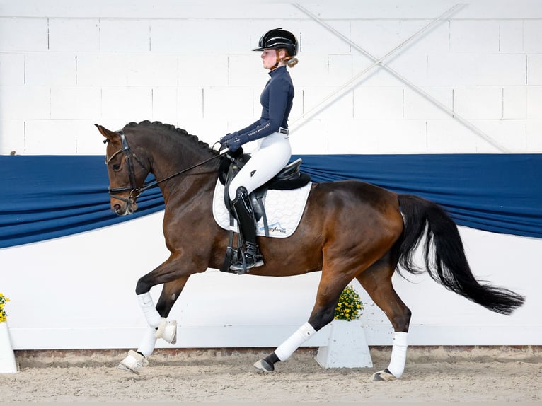 German Riding Pony Gelding 8 years 14.1 hh Bay-Dark in Marsberg