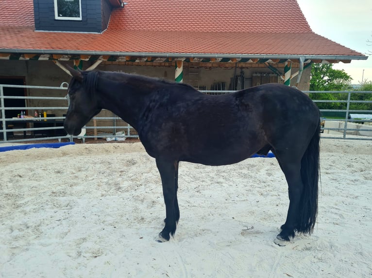 German Riding Pony Gelding 8 years 14,1 hh Black in Großpösna