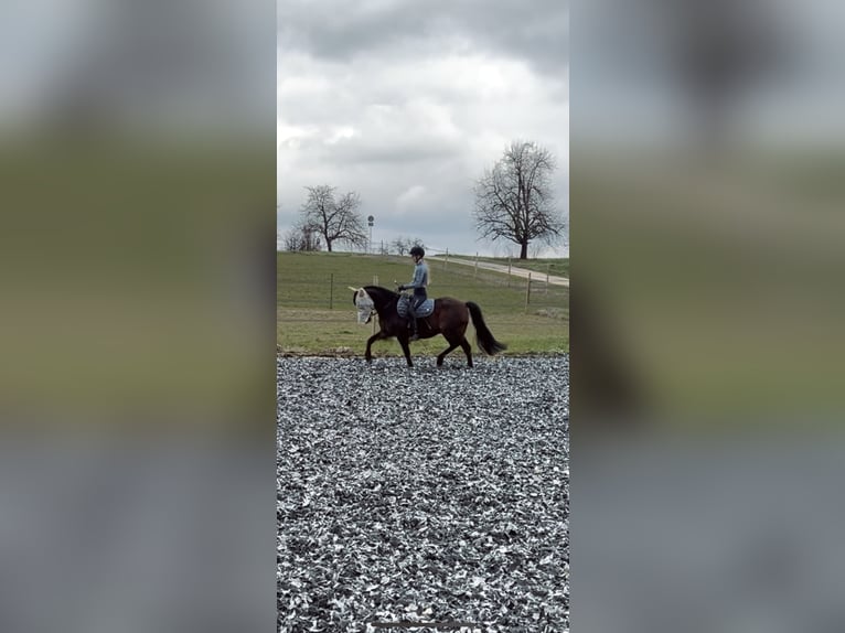 German Riding Pony Mix Gelding 8 years 14,1 hh Brown in Gaienhofen