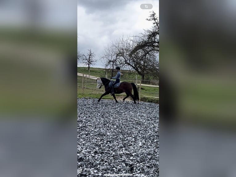 German Riding Pony Mix Gelding 8 years 14,1 hh Brown in Gaienhofen