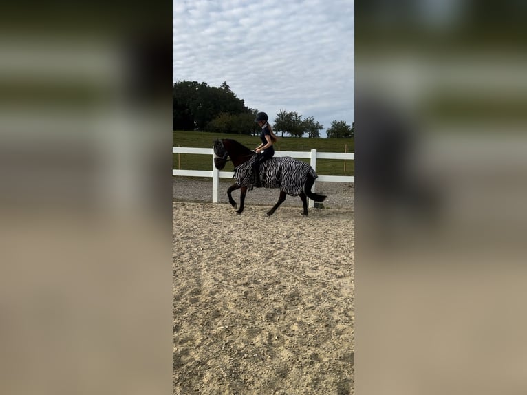 German Riding Pony Mix Gelding 8 years 14,1 hh Brown in Gaienhofen