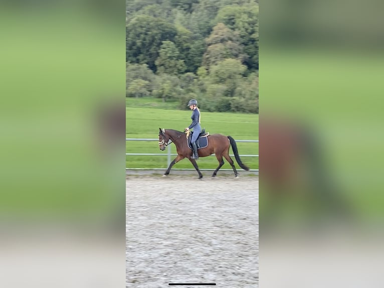 German Riding Pony Mix Gelding 8 years 14,1 hh Brown in Gaienhofen