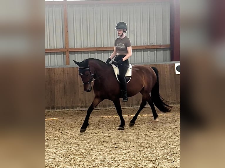 German Riding Pony Mix Gelding 8 years 14,1 hh Brown in Gaienhofen