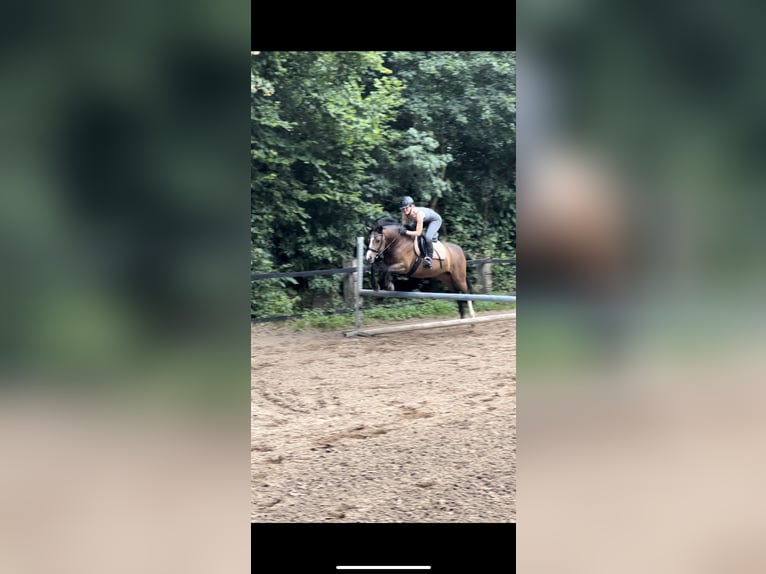 German Riding Pony Gelding 8 years 14,1 hh Brown in Egelsbach