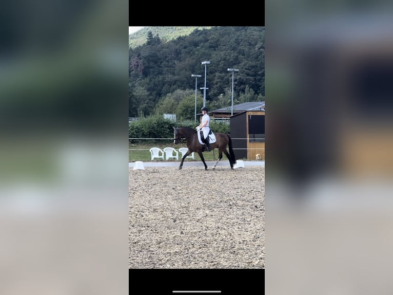 German Riding Pony Gelding 8 years 14,1 hh Brown in Egelsbach