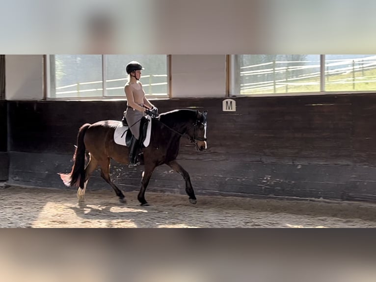 German Riding Pony Gelding 8 years 14,1 hh Brown in Egelsbach