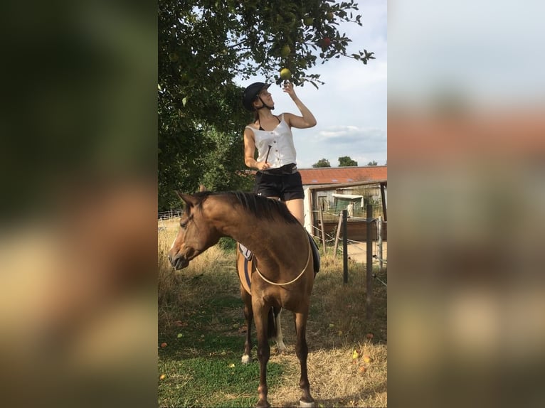 German Riding Pony Gelding 8 years 14,1 hh Brown in Egelsbach