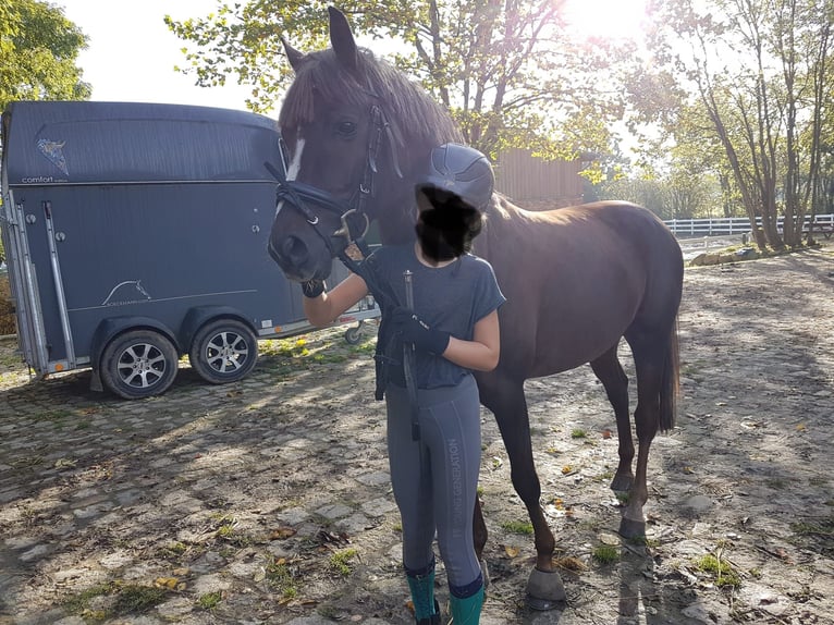 German Riding Pony Gelding 8 years 14,1 hh Chestnut in Westerholz