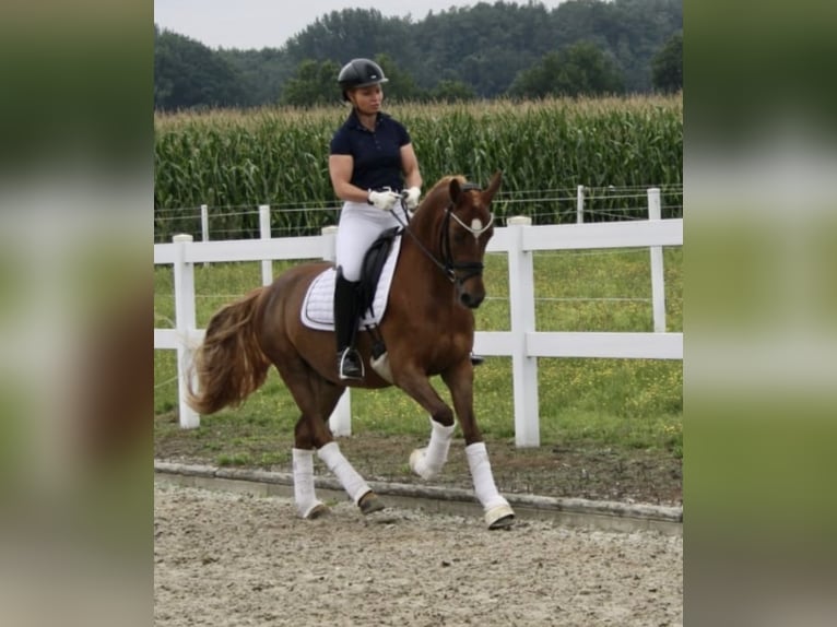 German Riding Pony Gelding 8 years 14,1 hh Chestnut-Red in Recke, bei Osnabrück