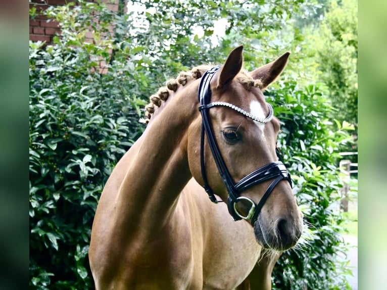German Riding Pony Gelding 8 years 14,1 hh Chestnut-Red in Recke, bei Osnabrück