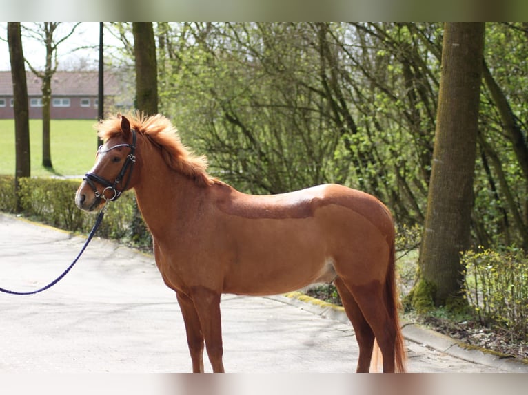 German Riding Pony Gelding 8 years 14.1 hh Chestnut-Red in Vorhelm