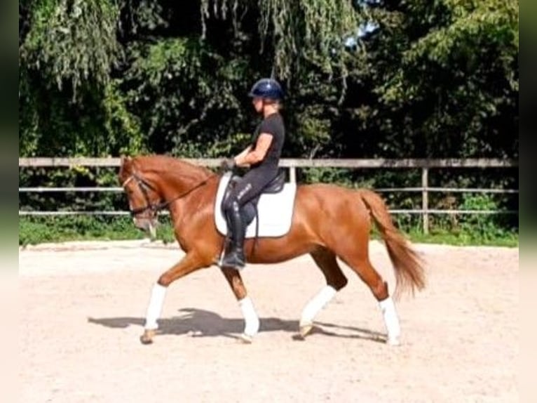 German Riding Pony Gelding 8 years 14,1 hh Chestnut-Red in Tönisvorst