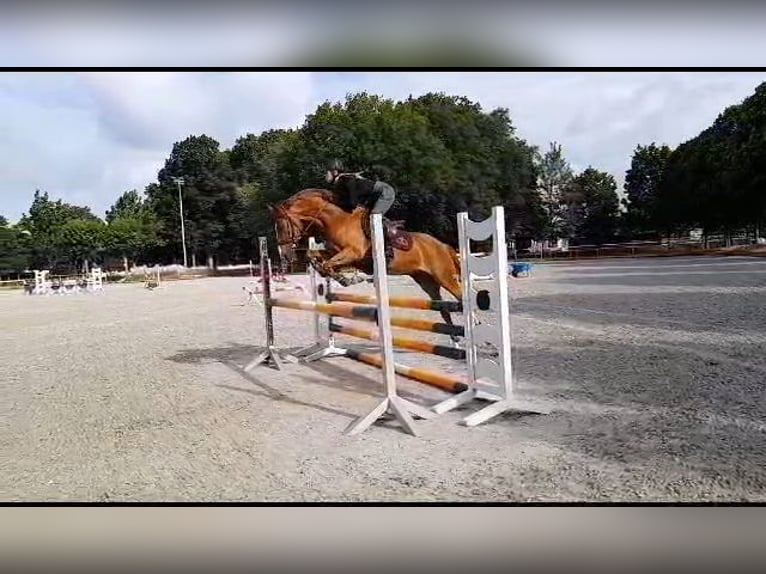 German Riding Pony Gelding 8 years 14,1 hh Chestnut-Red in Beverstedt