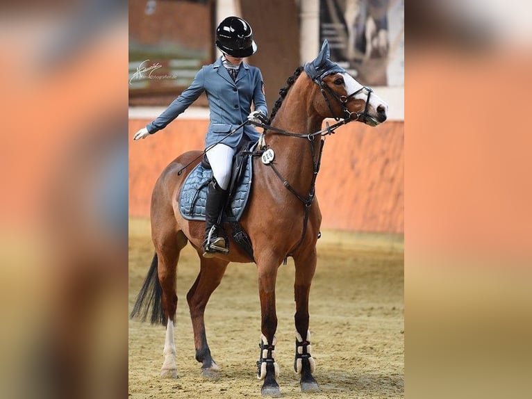 German Riding Pony Gelding 8 years 14,1 hh Chestnut-Red in Limburg an der Lahn