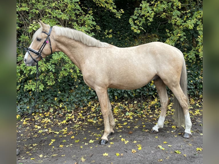 German Riding Pony Gelding 8 years 14,1 hh Palomino in Oberhausen