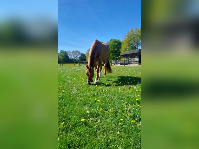 German Riding Pony Gelding 8 years 14.1 hh Red Dun in Siezbüttel