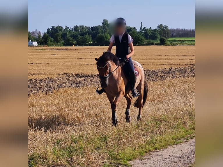 German Riding Pony Gelding 8 years 14,1 hh Roan-Bay in Schenefeld