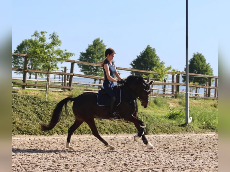 German Riding Pony Gelding 8 years 14,2 hh Bay-Dark in Emmerthal