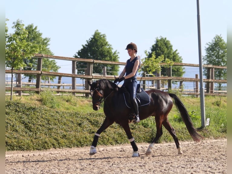 German Riding Pony Gelding 8 years 14,2 hh Bay-Dark in Emmerthal