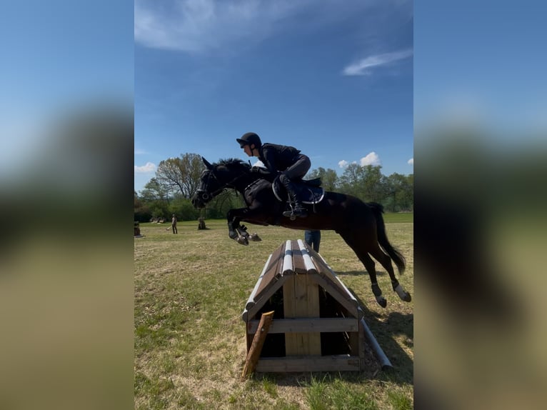 German Riding Pony Gelding 8 years 14.2 hh Black in Wanfried