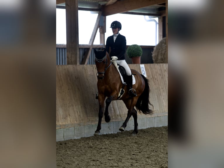 German Riding Pony Gelding 8 years 14,2 hh Brown in Selk