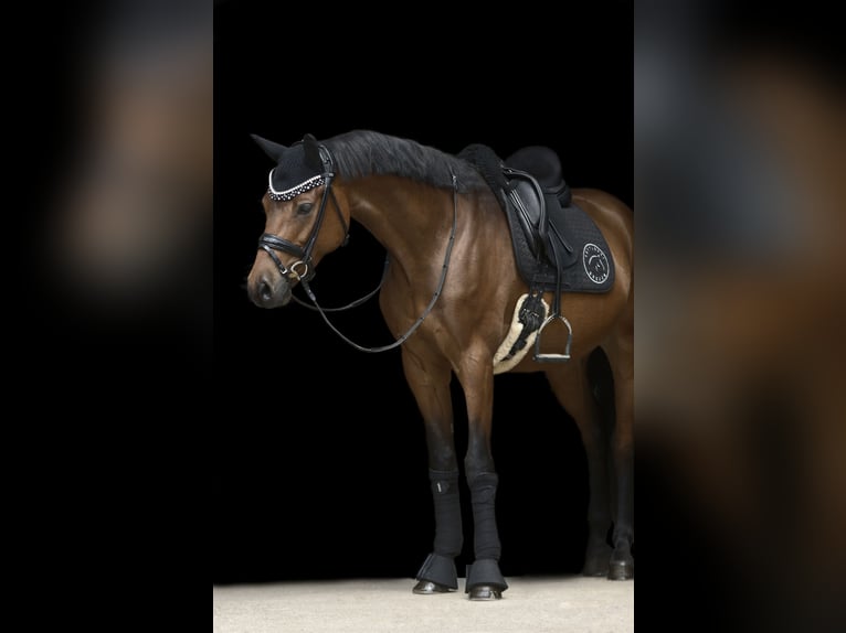 German Riding Pony Gelding 8 years 14,2 hh Brown in Selk