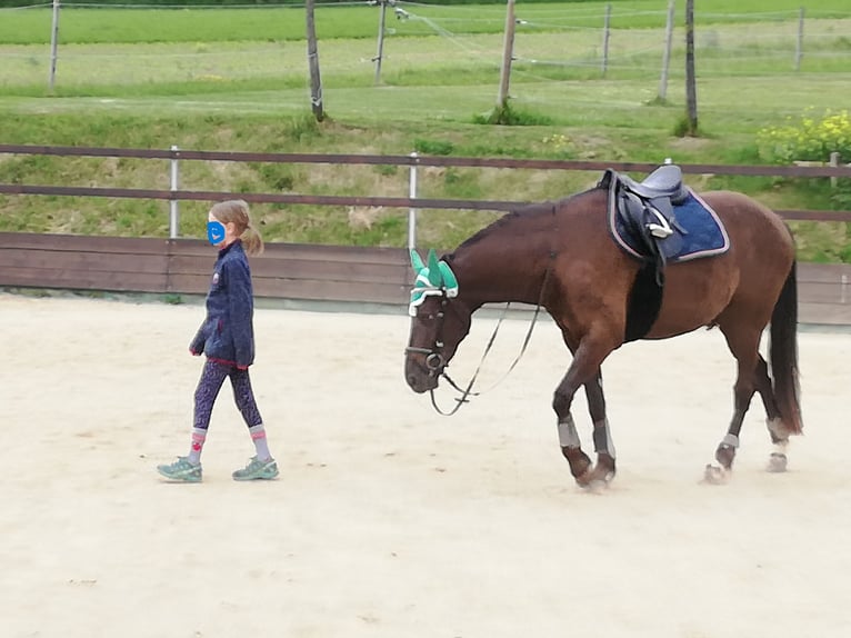 German Riding Pony Gelding 8 years 14,2 hh Brown in Ehingen an der Donau