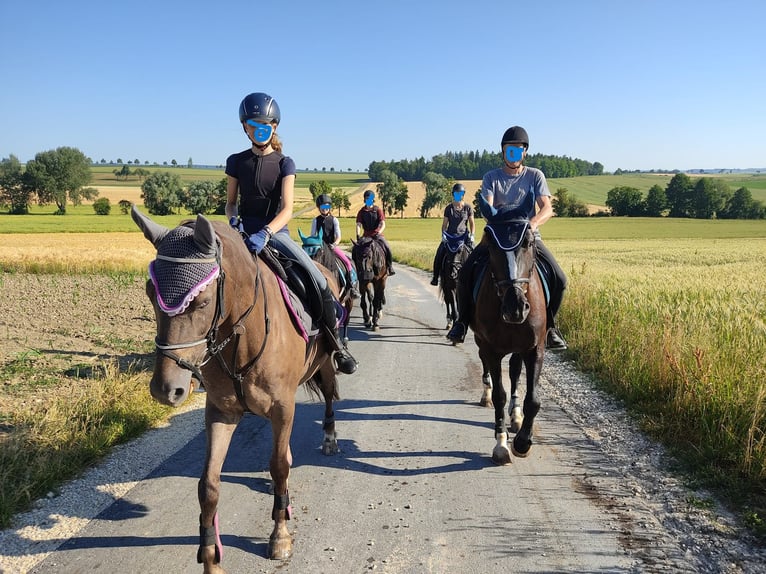 German Riding Pony Gelding 8 years 14,2 hh Brown in Ehingen an der Donau