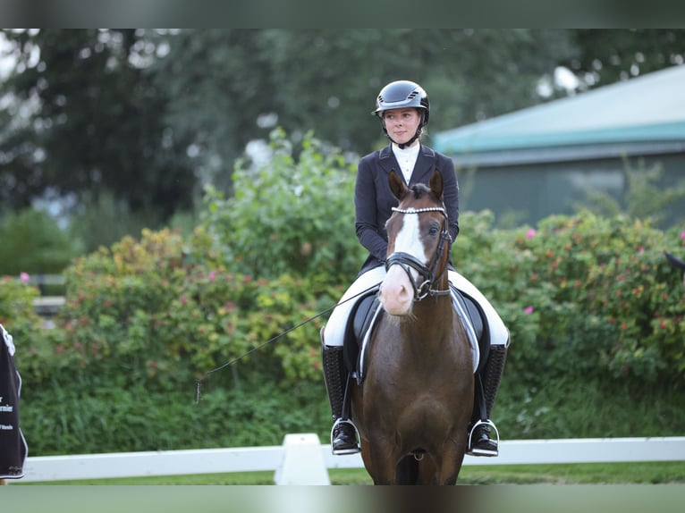 German Riding Pony Gelding 8 years 14,2 hh Brown in Petershagen