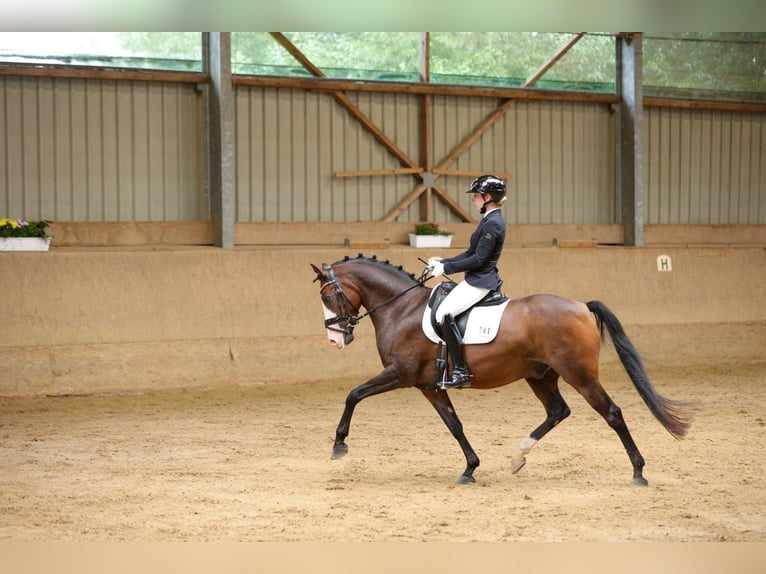 German Riding Pony Gelding 8 years 14,2 hh Brown in Petershagen