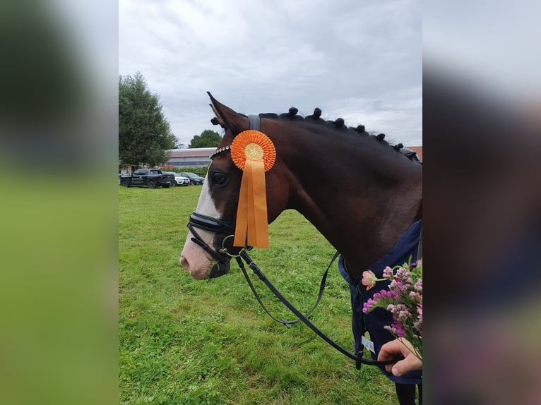 German Riding Pony Gelding 8 years 14,2 hh Brown in Petershagen