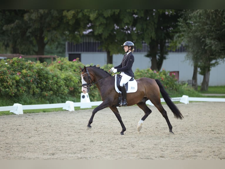 German Riding Pony Gelding 8 years 14,2 hh Brown in Petershagen