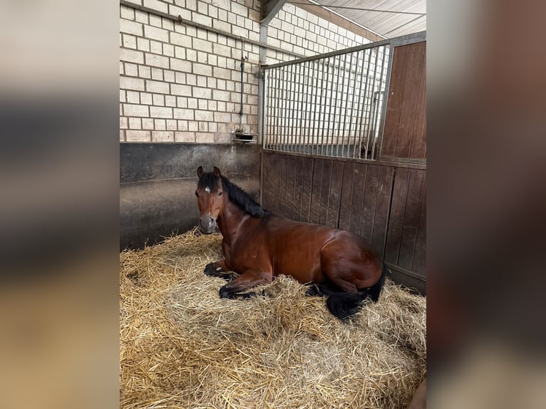 German Riding Pony Gelding 8 years 14.2 hh Brown in Dinslaken
